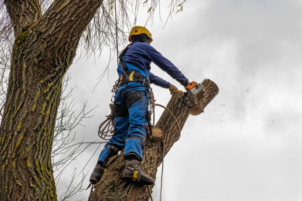 Best Commercial Tree Services  in Olivette, MO