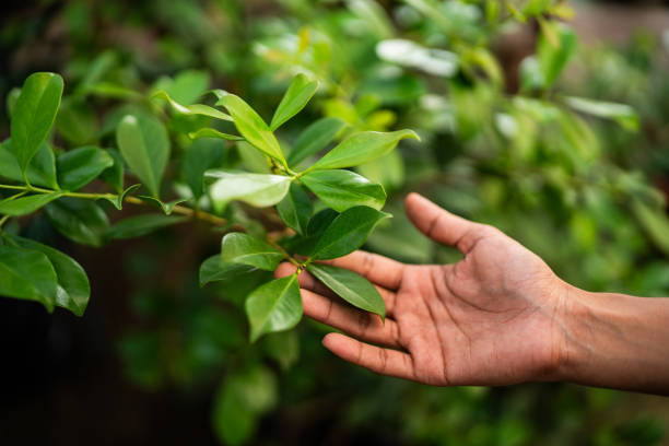 Best Tree Mulching  in Olivette, MO