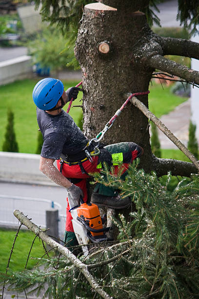 Best Emergency Tree Removal  in Olivette, MO