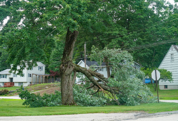 How Our Tree Care Process Works  in  Olivette, MO