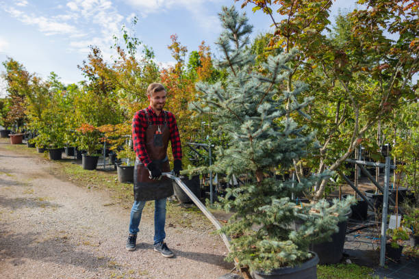 Best Fruit Tree Pruning  in Olivette, MO