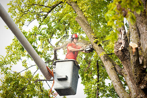 Best Tree Disease Treatment  in Olivette, MO