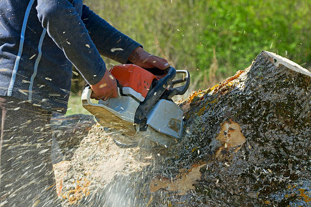 Best Tree Preservation Services  in Olivette, MO